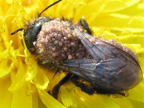 What parasite is killing bees?
