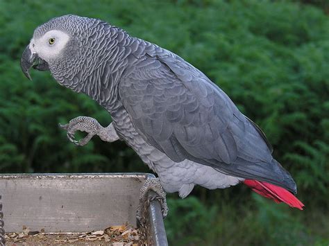 What parrot has the highest IQ?