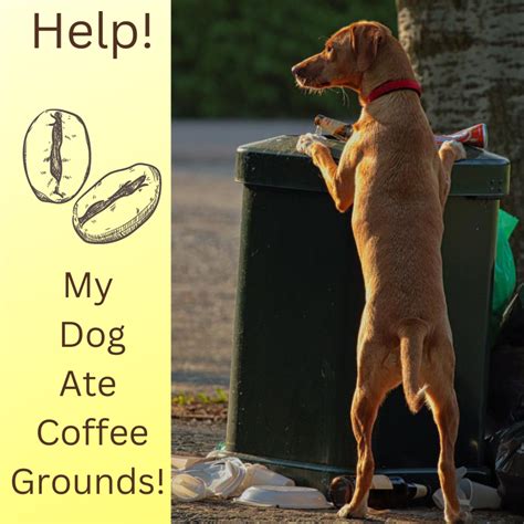 What part of coffee is toxic to dogs?