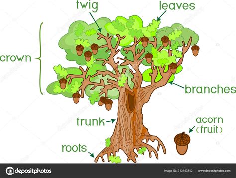 What part of speech is oak tree?