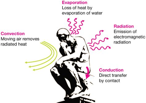 What part of the body emits the most heat?