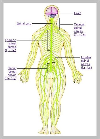 What part of the body has the most pleasurable nerve endings?