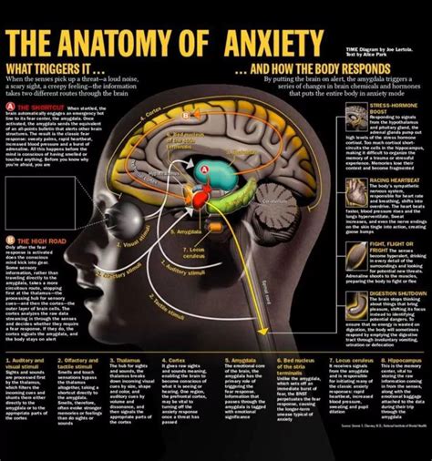 What part of the brain causes anxiety?