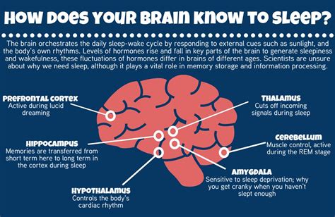 What part of the brain controls sleep?