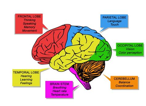 What part of the brain controls thinking?