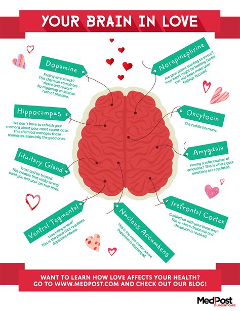 What part of the brain feels love?