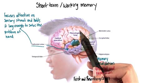 What part of the brain is short-term memory?