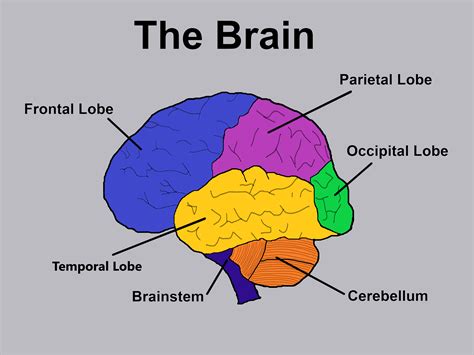 What part of the brain remembers names?