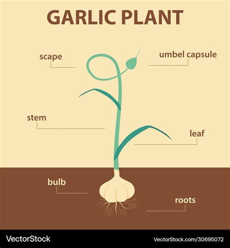 What part of the garlic is edible?