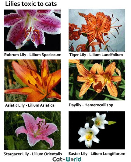 What part of the lily is toxic?