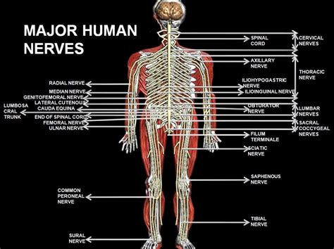 What part of the male body has the most nerve endings?