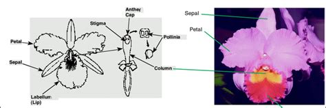 What part of the orchid is poisonous?