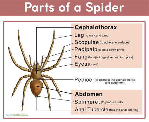 What parts of a spider are edible?