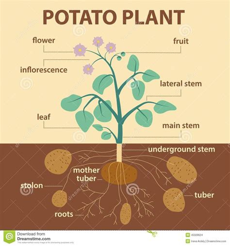 What parts of potato are edible?