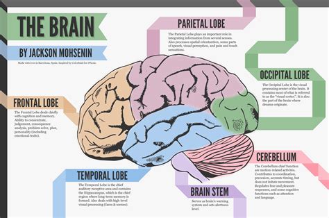 What parts of the brain are activated when you feel rejected?