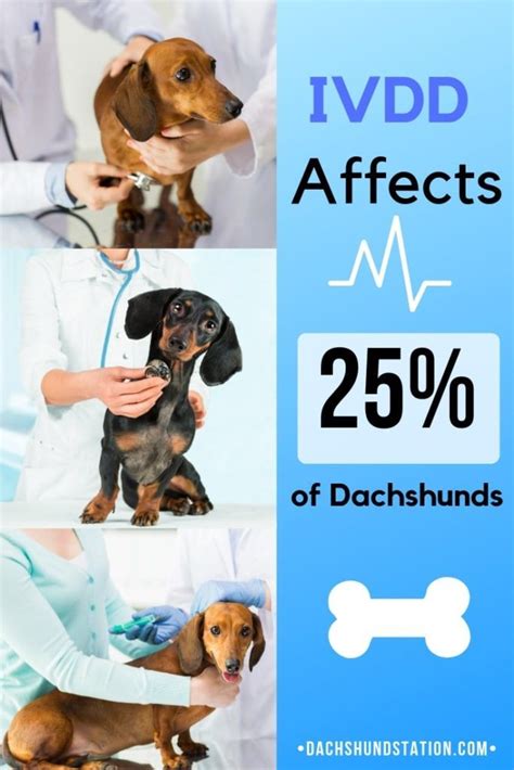 What percent of Dachshunds get IVDD?