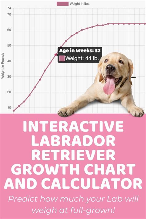 What percent of Labradors live to 15?