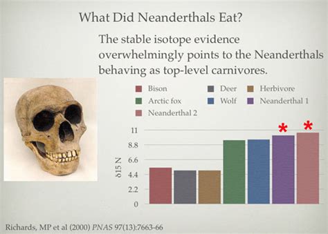 What percent of Neanderthal diet was meat?