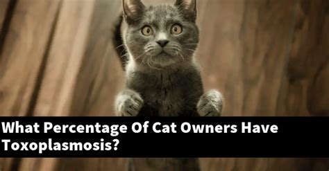 What percent of cat owners have toxoplasmosis?