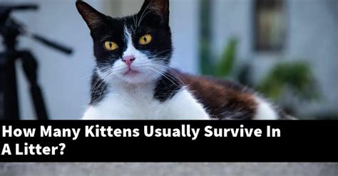 What percent of kittens survive?