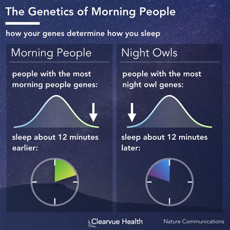 What percent of people are morning people?
