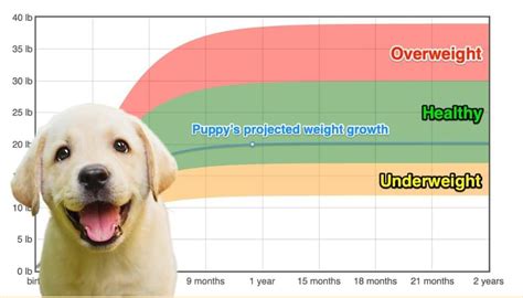 What percentage of Labradors live to 16?