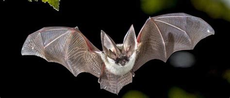 What percentage of bats are mammals?