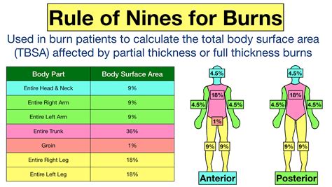 What percentage of burns is survivable?