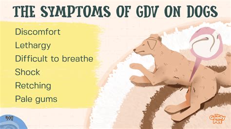 What percentage of dogs get GDV?