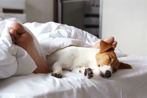What percentage of dogs sleep in their owners bed?