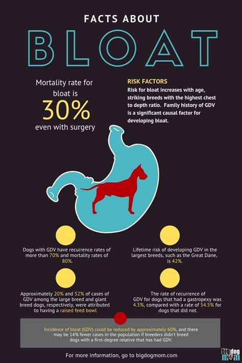 What percentage of dogs survive a bloat?