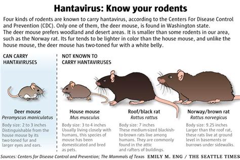 What percentage of mice carry hantavirus?