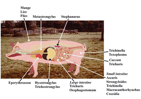 What percentage of pigs have parasites?