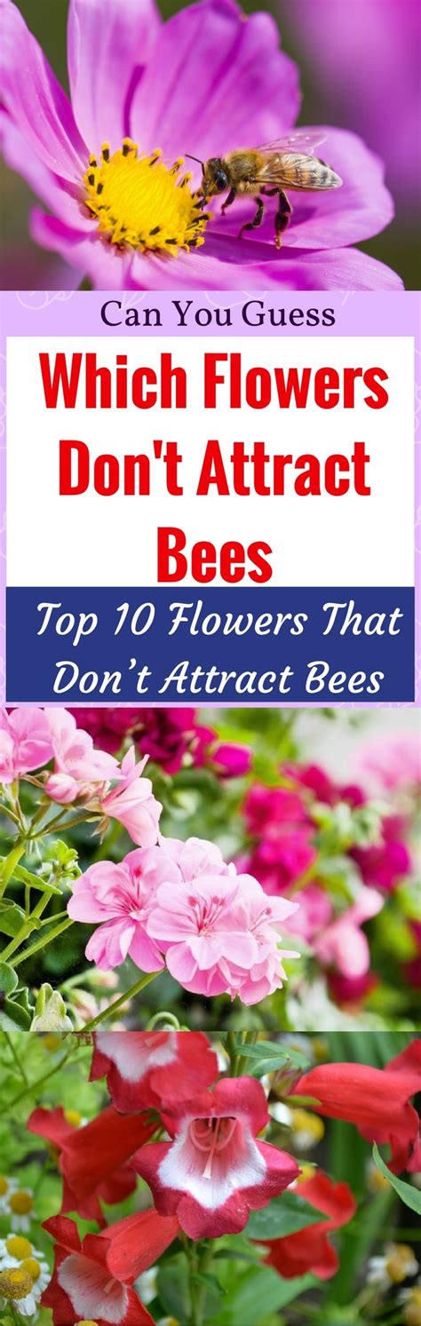 What perfumes are bees not attracted to?