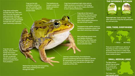 What personality is a frog?
