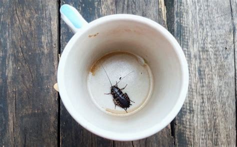 What pests are attracted to coffee?