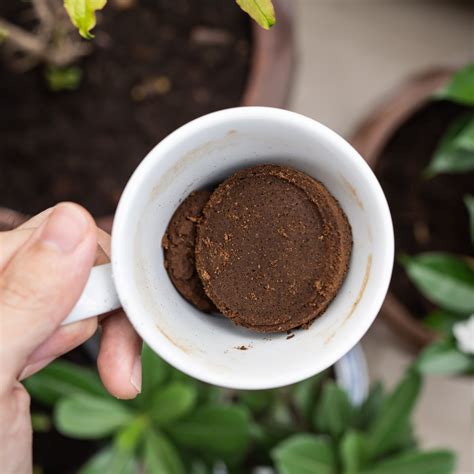 What pests do coffee grounds keep away?