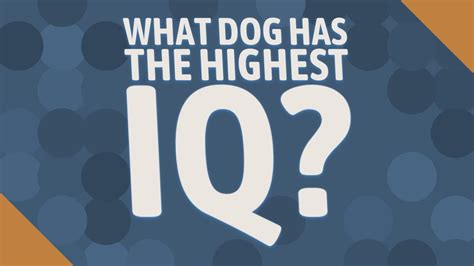 What pet has the highest IQ?