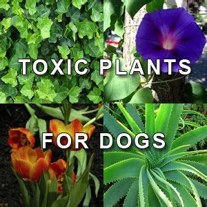 What plant can make a dog sick?
