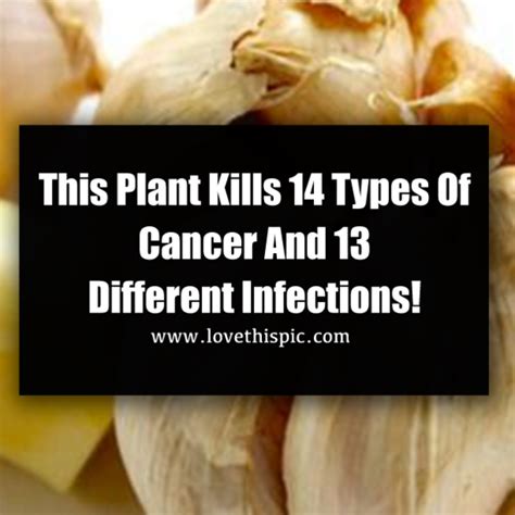 What plant kills infection?
