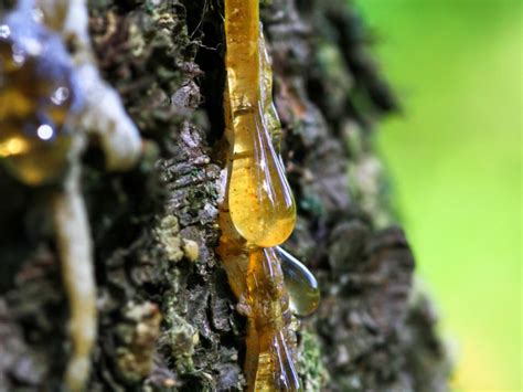 What plant produces the most sap?