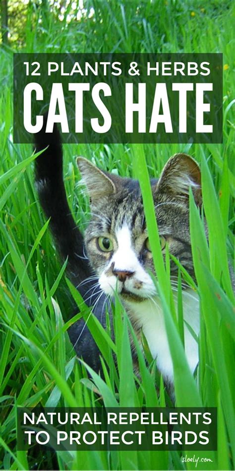 What plants do cats hate?