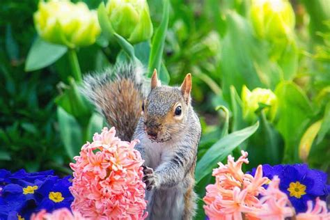 What plants do squirrels hate the most?