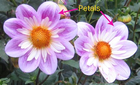 What plants have 13 petals?