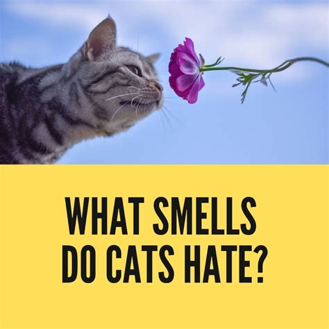 What powder do cats hate?