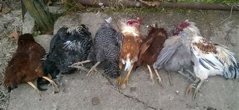 What predator is killing my chickens?