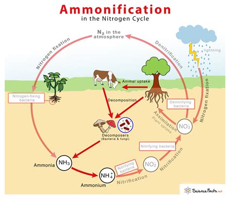 What produces ammonia in soil?