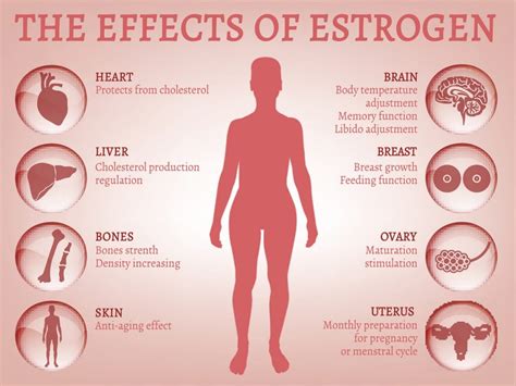 What produces high estrogen?