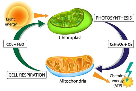 What produces the most energy in a cell?