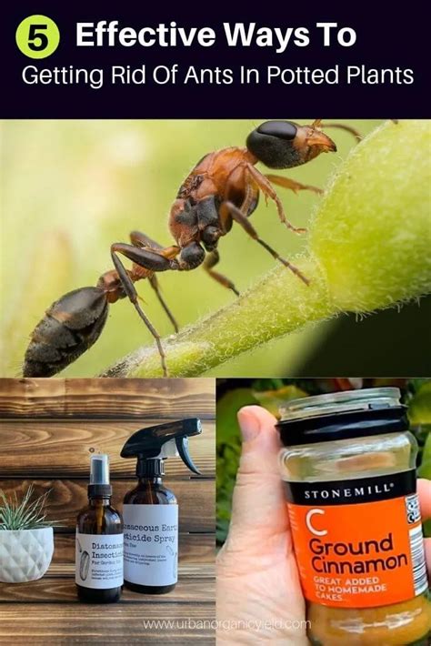 What products do ants hate?